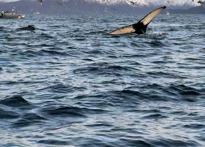 Appartement Arctic Loft